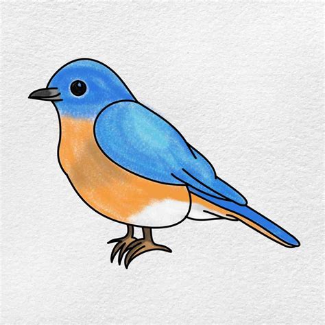 cartoon drawings of birds